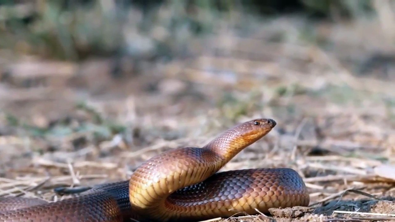 Honey Badger Vs Snake ¦ Honey badger picks a fight with King Cobra and wins