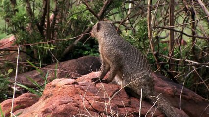 King Cobra Big Battle In The Desert Mongoose and the unexpected ¦ Amazing Moments Of Animal Fights