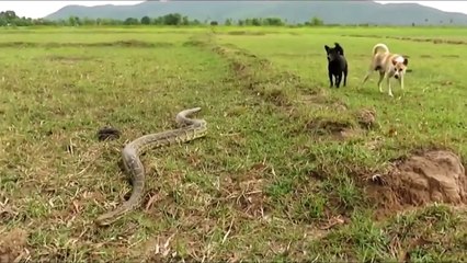 Python Vs Dog Real Fight ¦ Dog Attack Python At The ponds - Amazing Moment Caught On Camera