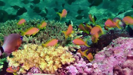 Most Beautiful Fish On The Earth