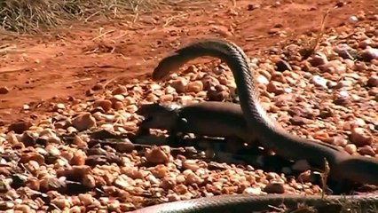 Snake Vs Monitor Lizard Fight ¦ Unseen Videos of Monitor Lizard, Snake, Cobra