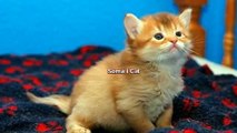 Top 10 Most Cutest Cat Breeds In The World