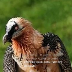 Aves de rapiña su importancia