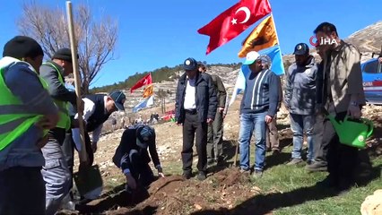 Yanan alana gelir getirici fidanlar dikildi