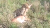 Leopardos Em Ataques Surpresa