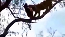 Águia Apanha Filhote De Leopardo Mas Depois