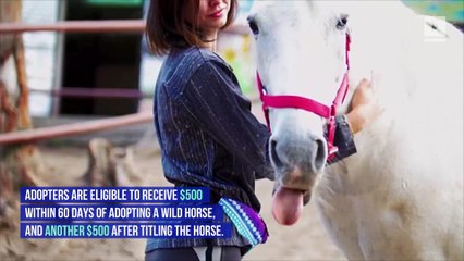 The Federal Government Is Offering $1,000 if You Adopt a Wild Horse