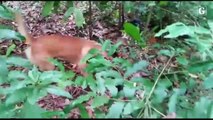 Cão farejador ajuda a Polícia Militar a deter traficante na Serra