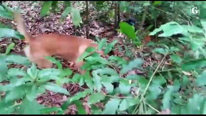 Cão farejador ajuda a Polícia Militar a deter traficante na Serra