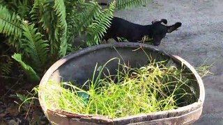 Tiny Dachshund trying to get her toy back