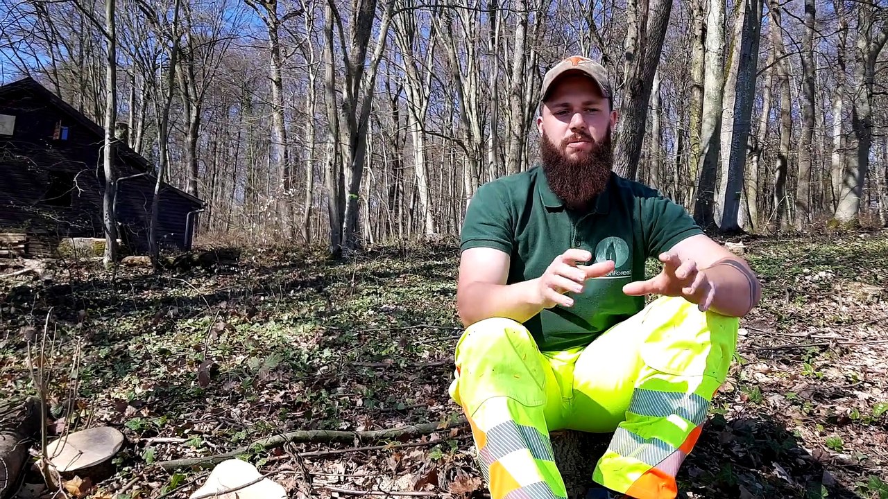 Trois arbres évacués par hélicoptère à Hagenthal-le-Haut