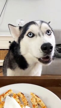 Ce chien husky demande à son maitre un morceau de pizza
