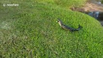 Ce pécheur attrape... un bébé crocodile bien énervé !