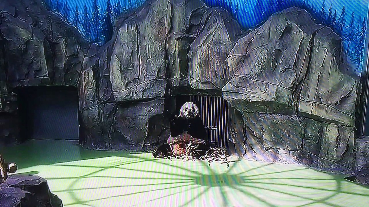 Panda enjoys the big meal
