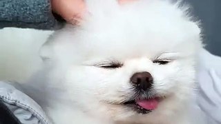 Best Funny animals videos - funny dogs video