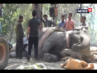 बीमार हाथी जमीन पर गिरा, क्रेन के सहारे किया गया खड़ा