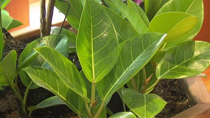 올해 공기정화식물 판매량 23% 증가 / YTN