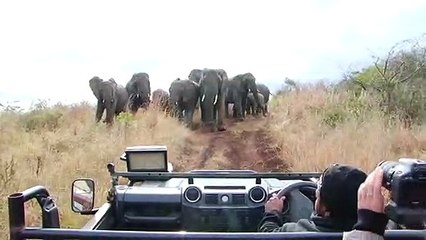 Effrayant : quand plusieurs éléphants te foncent dessus