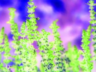 Baby Shakespeare in G Major [Part 1]