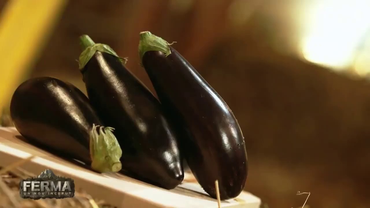 Ferma Vedetelor Episodul 32