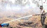 Kebakaran Hutan di Riau Kembali Meningkat