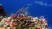 Scuba Diving Caribbean - The Reefs of Cozumel