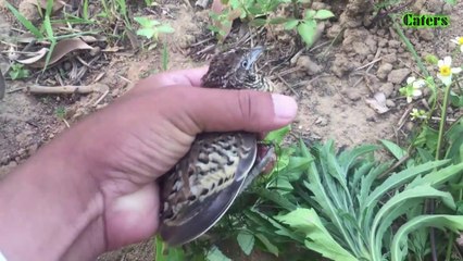 Trap forest quail with Caters Channel