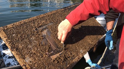 Opération de nettoyage du littoral