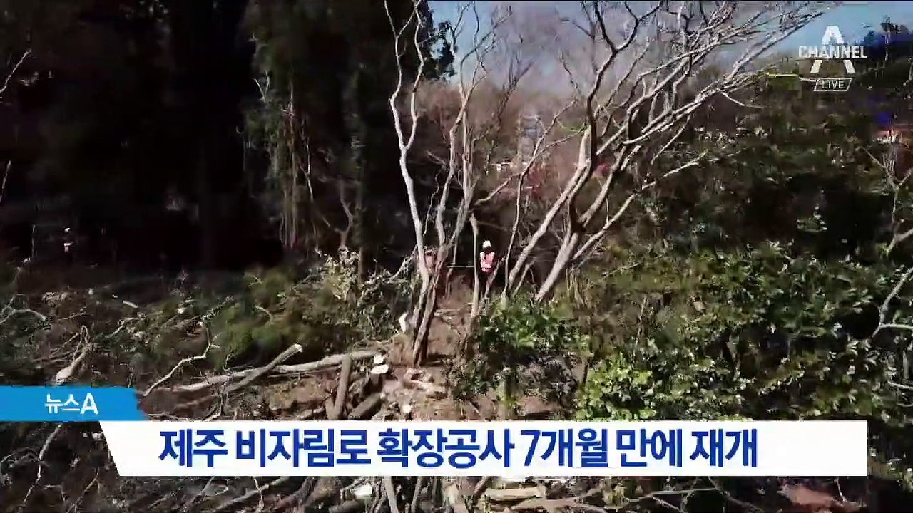 제주 비자림로 확장공사 7개월 만에 재개