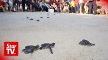 Newly-hatched turtles released into the sea