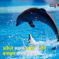 Dolphin Commit Gangrape