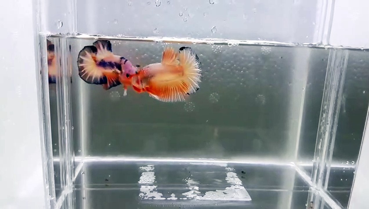 Betta Fish FCCP