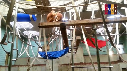 B109- Ebony Leaf Monkey, Bali and Java,