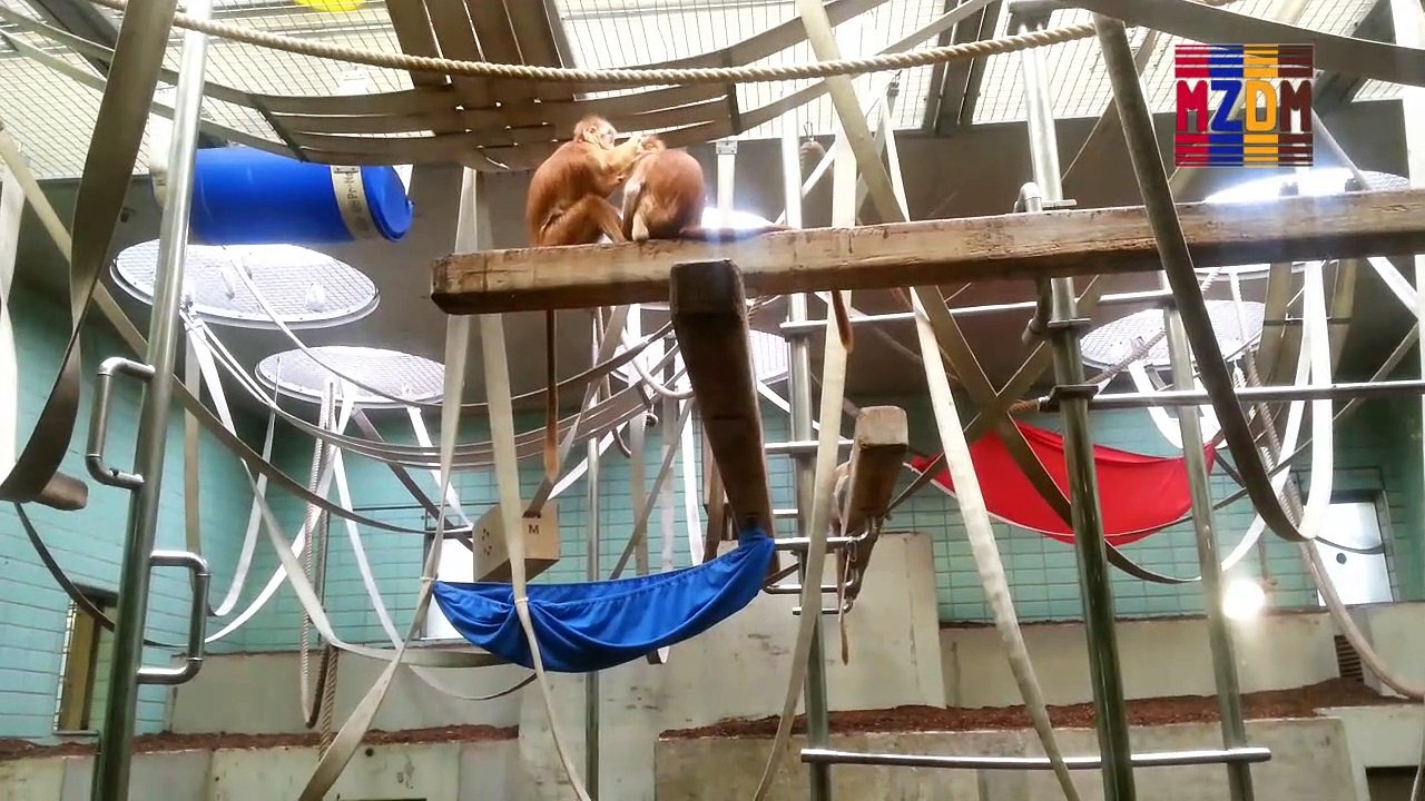 B109- Ebony Leaf Monkey, Bali and Java,