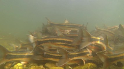 물 반 고기 반...돌아온 황어떼 황금빛 장관 / YTN