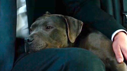 John Wick: Chapter 3 - Parabellum - Happy National Puppy Day