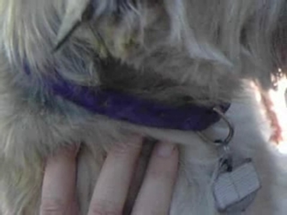 Rescuing Toto Dogs