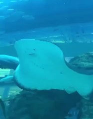 Cette raie géante joue avec une fillette à l'aquarium !