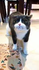 The pill is so bitter. The cat eats hard. But i feel funny.