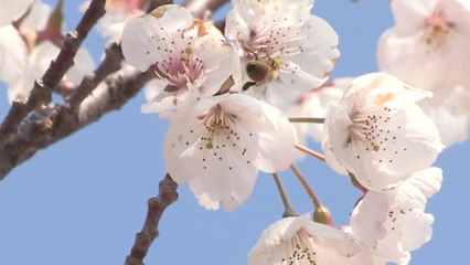 성급한 벚꽃 개화 "축제 당겨야할 듯" / YTN