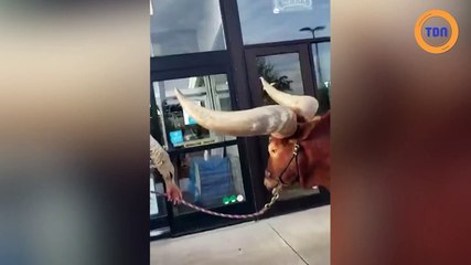 Il fait ses courses avec son taureau