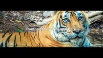 Ranthambhore National Park - 	Sawai Madhopur, India