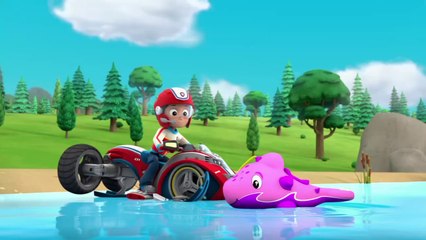 عودة صغير الدولفين لعائلته.. شاهد الفيديو