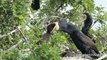 Voilà comment les mamans cormorans nourrissent leurs petits... Tout dans la gorge