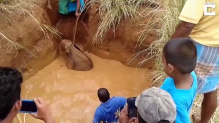 Un village s'organise pour sauver un bébé éléphant coincé dans la boue !