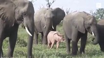 Cet éléphanteau est rose - Animal découvert en Afrique du Sud