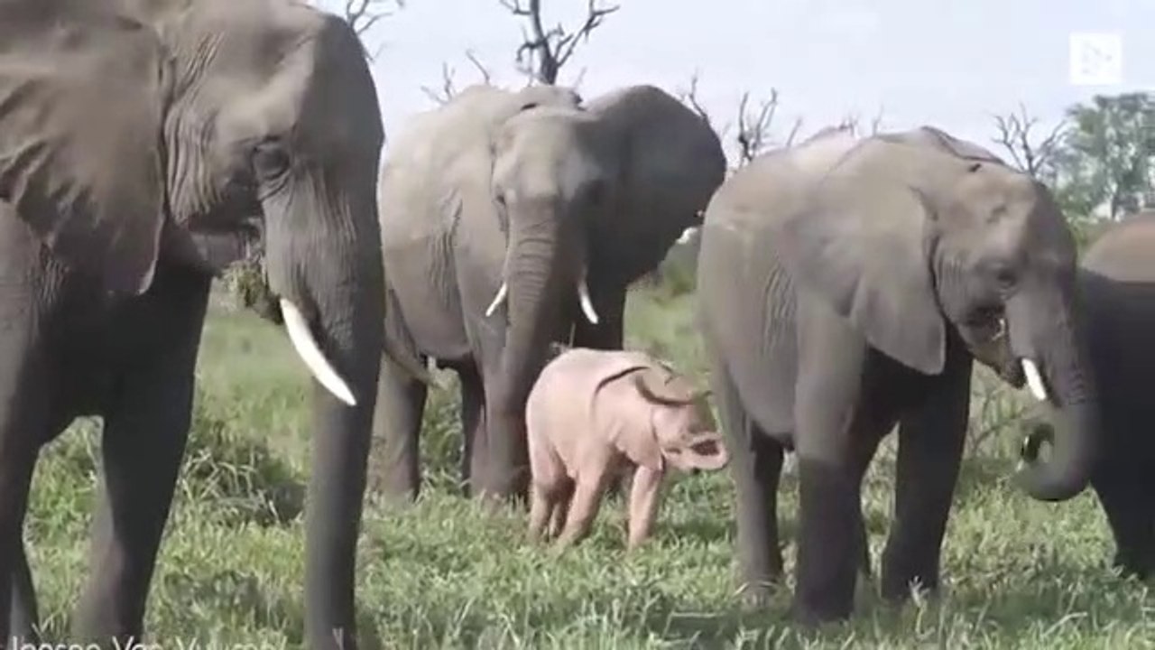 Cet éléphanteau est rose - Animal découvert en Afrique du Sud