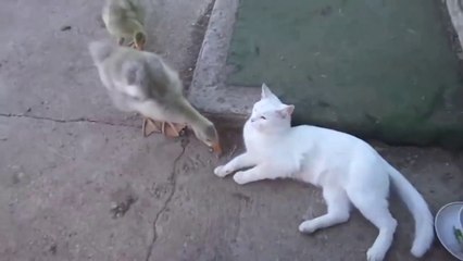 Amitié incroyable entre un chat et un canard