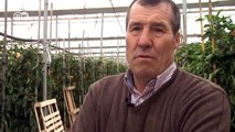 African immigrants exploited in Spain - cheap labor for cheap vegetables | DW Documentary