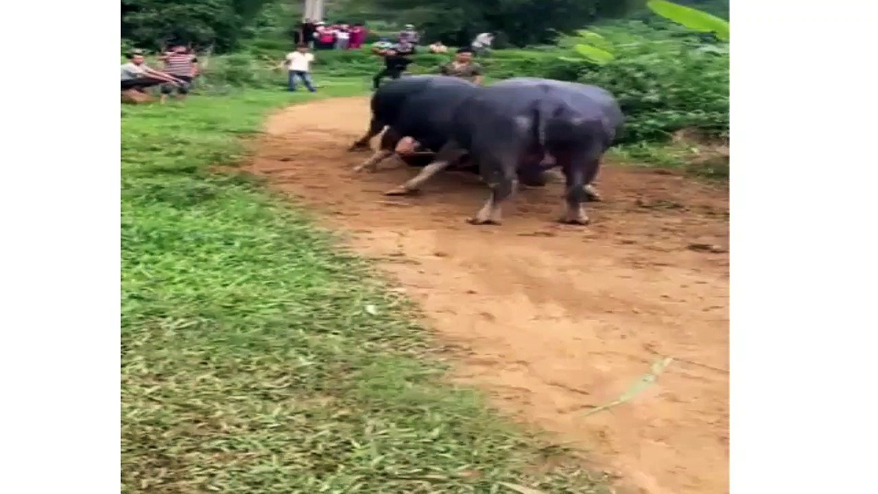 Two Buffalo Fight for Dominance